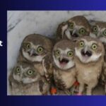 Owl Without Feathers - Explore The Mystery!