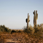 Essential Guide to Probate Inheritance in Texas