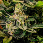 Why Should You Shop For CBD Concentrates From Trusted Vendors?