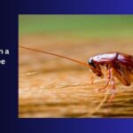 How to Maintain a Cockroach-Free Home