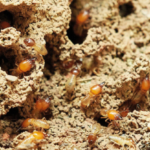 13 Reasons Why Flying Termites Invade Your Home