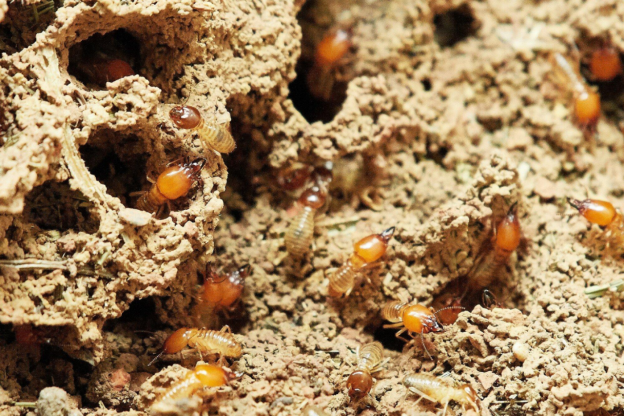 13 Reasons Why Flying Termites Invade Your Home