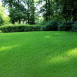 7 Tips for Maintaining Your Lawn and Garden During the Summer