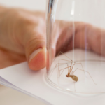 How to Rid Spiders Without Harm: DIY or Professional Solution?