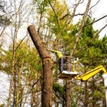 How to Choose the Right Tree Clearing Service for Your Needs