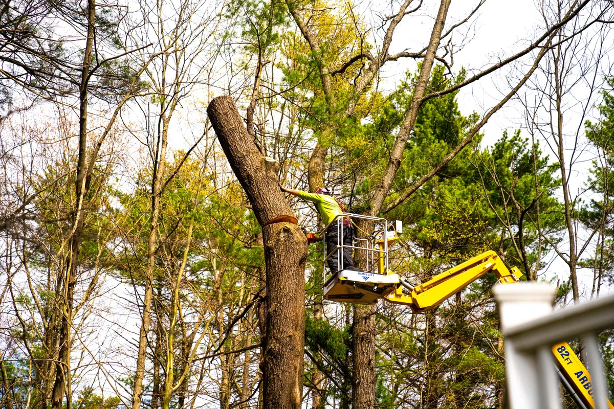 How to Choose the Right Tree Clearing Service for Your Needs