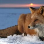 cute:vckxjxf4zh0= fox