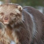 Animal:lxjjx7snyfs= Wolverine