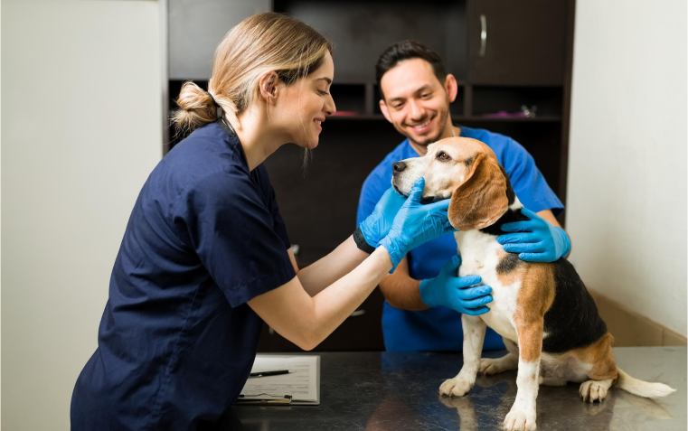 Veterinary Care